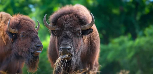 Foto op Plexiglas European bison - bull © Vera Kuttelvaserova
