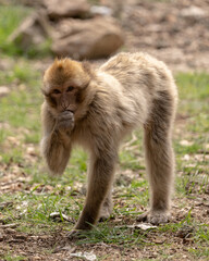 baboons sitting on a branch