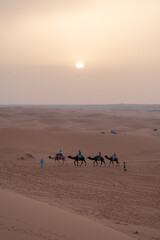 camels on the dessert at sunset - 730433311