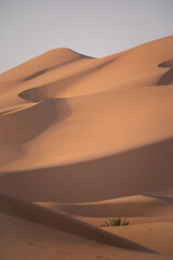 dunes in the desert of morocco - 730433345