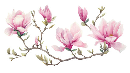 Fototapeta premium Watercolor blooming pink magnolia flowers and branches isolated transparent background. PNG Format.