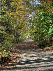 path in the woods
