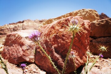 Thistle spear in Petra