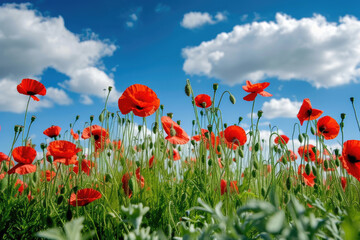 Obraz premium field of poppies, with a blue sky and white clouds in the background