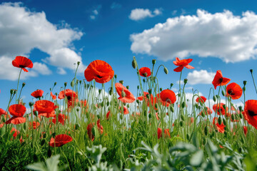 field of poppies, with a blue sky and white clouds in the background