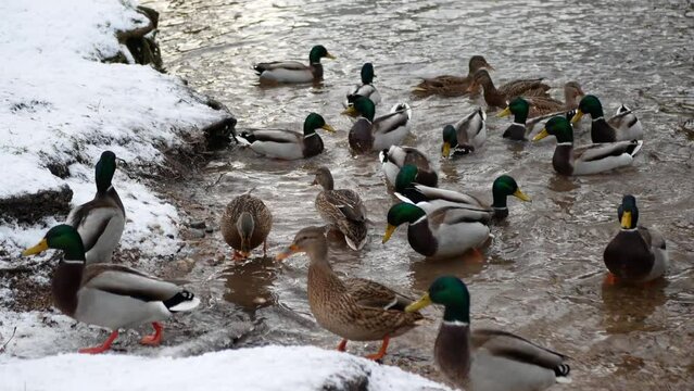 Social animals mallards in a big group searching for food in the water, selective focus. Harsh winter conditions for birds