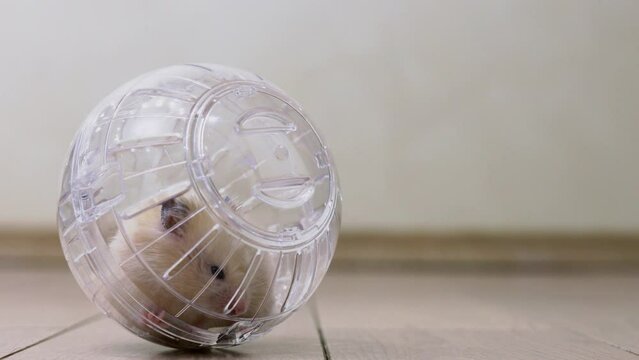 Little cavy crawls inside plastic sphere. Slow motion