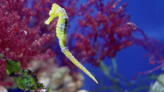 Yellow horse fish swims near red seaweeds in aquarium