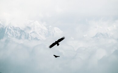 Fototapeta na wymiar eagle in the mountain sky