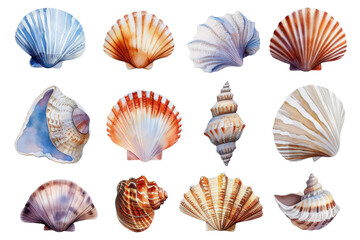 Watercolor set of different seashells isolated transparent background. PNG Format.