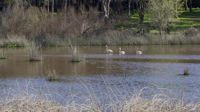 Aves en el Parque Natural de Do&ntilde;ana, Huelva, Andaluc&iacute;a, Espa&ntilde;a. Abril de 2024.