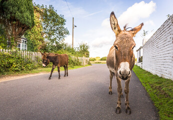 Wild donkeys walking along a road in New Forest, Hampshire, UK