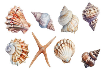 Watercolor set of different seashells isolated transparent background. PNG Format.