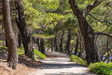 Trail passing through pine forest on a sunny summer day