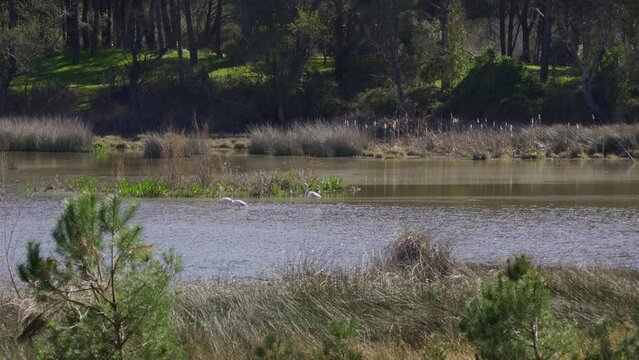 Aves en el Parque Natural de Do&ntilde;ana, Huelva, Andaluc&iacute;a, Espa&ntilde;a. Abril de 2024.
