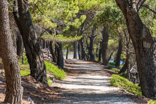 Trail passing through pine forest on a sunny summer day