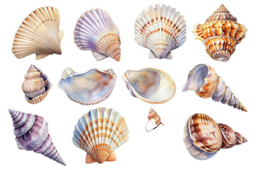 Watercolor set of different seashells isolated transparent background. PNG Format.