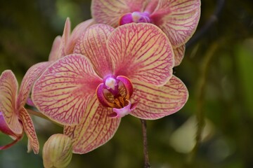 pink orchid flower