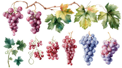 Watercolor set of different seashells isolated transparent background. PNG Format.