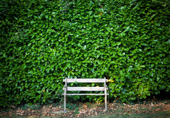 Garden bench with cherry laurel hedge, English garden hedging UK