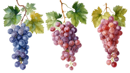 Obraz premium Watercolor set of grapes and vine leaves isolated transparent background. PNG Format.