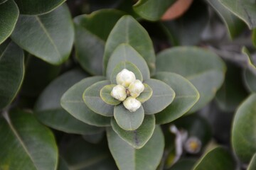 flower in the garden