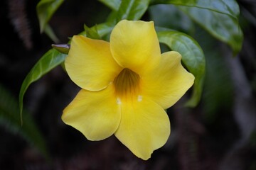 yellow iris flower