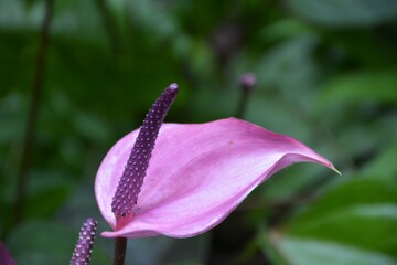 close up of a pink flower