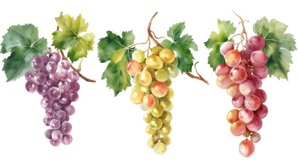 Watercolor set of grapes and vine leaves isolated transparent background. PNG Format.