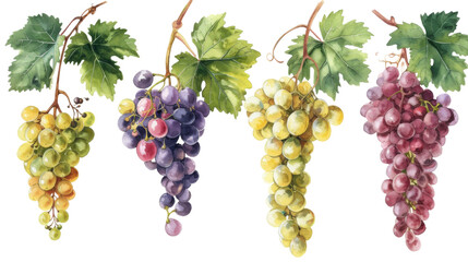 Watercolor set of grapes and vine leaves isolated transparent background. PNG Format.