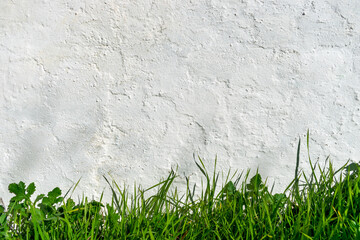Obraz na płótnie Canvas Green grass on a white wall background