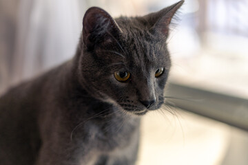 Portrait of gray cat in front of window