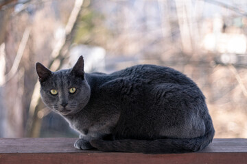 Portrait of gray cat sitting outside on railing