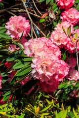 Beautiful blooming pink tree rhododendron (Rhododendron arboreum) in the botanical garden