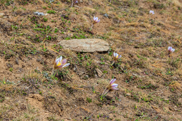 Eastern pasqueflower (Pulsatilla patens), also known as prairie crocus, cutleaf anemone, rock lily