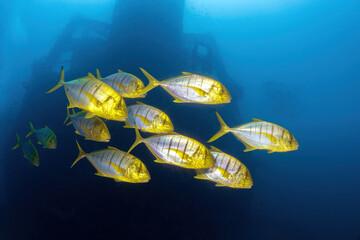 School of Golden Trevally and the silhouette of HMAS Brisbane wreck
