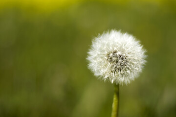 dandelion in the grass