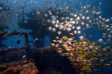 Fototapeta na wymiar Large schools of diamondfish and pomfrets at the wreck of HMAS Brisbane