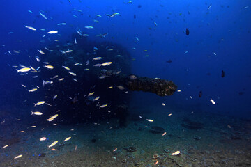 Fototapeta na wymiar Main cannon of HMAS Brisbane wreck surrounded by fish