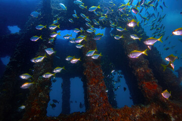 A school of pomfrets at the stacks of exHMAS Brisbane ship wreck