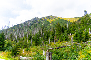 mountain view forest landscape Poland Zakopane © Андрей Трубицын