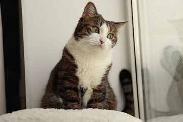 Cute cat on window sill at home. Adorable pet