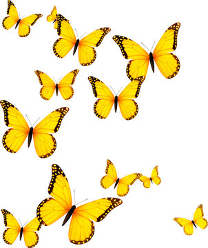 yellow butterflies