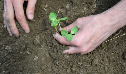 Small seedlings of watermelon, cucumber, melon or pumpkin grow in open ground. growing vegetables and berries. caring for the environment and food security