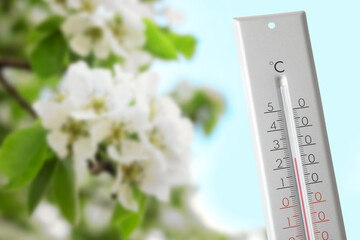 Naklejka na ściany i meble Thermometer and blossoming pear tree outdoors. Temperature in spring