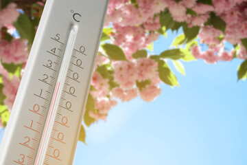 Naklejka na ściany i meble Thermometer and blossoming sakura tree outdoors, low angle view. Temperature in spring