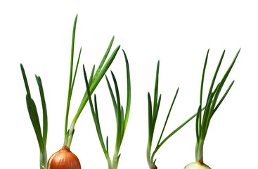 sprouted green onions at home on a white background