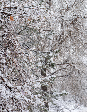 Snow Covered Tree Branches During a Snow Storm