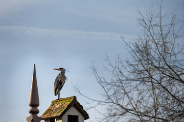Grey heron perched on a roof on a sunny winter afternoon