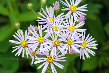 Bright purple bunch of wildflowers Smooth aster in woodland.